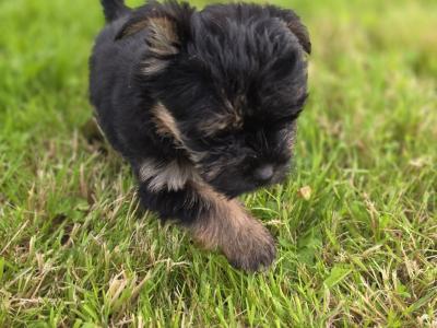 Yortshire Terrier pups in Donegal