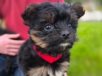 Yortshire Terrier pups in Donegal