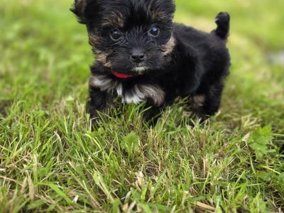 Yortshire Terrier pups in Donegal