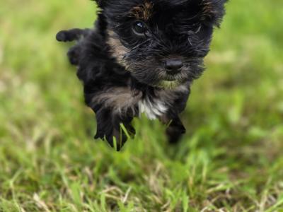 Yortshire Terrier pups in Donegal