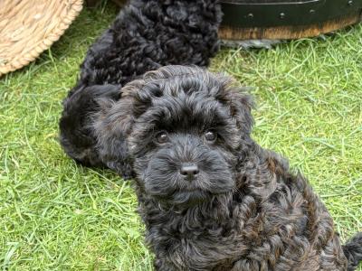 Last one Unique Cavapoochon F1b puppies in Limerick  €1000
