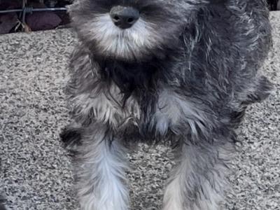 Miniature Schnauzer puppies in Wexford