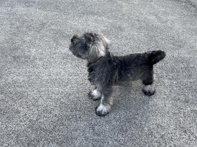 Miniature Schnauzer puppies in Wexford