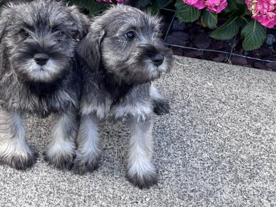 Miniature Schnauzer puppies in Wexford