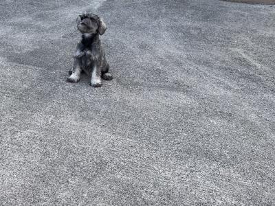 Miniature Schnauzer puppies in Wexford
