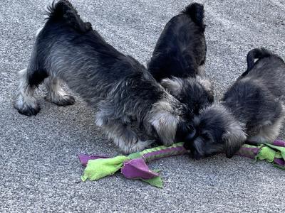 Miniature Schnauzer puppies in Wexford