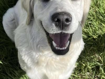 Golden Retriever puppies in Clare