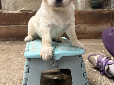 Golden Retriever puppies in Clare