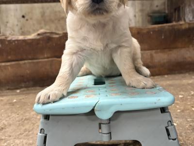 Golden Retriever puppies in Clare