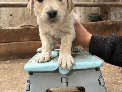 Golden Retriever puppies in Clare