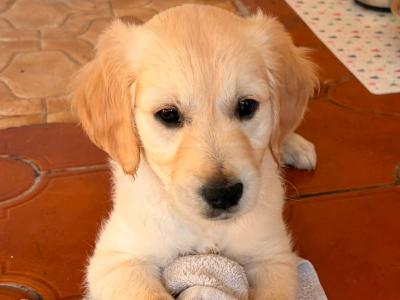 Golden Retriever puppies in Clare