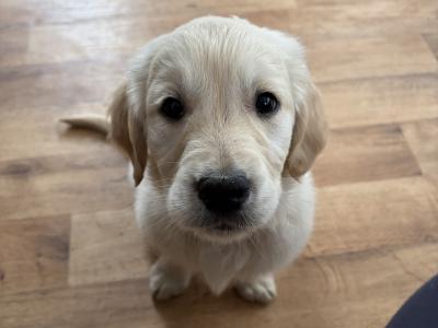 Golden Retriever puppies in Clare