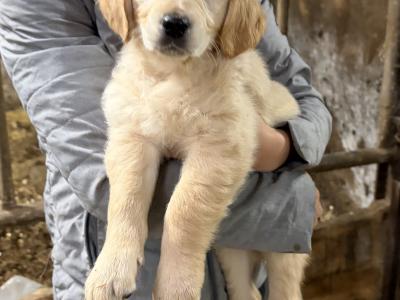 Golden Retriever puppies in Clare