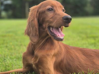Champion Irish Setter pups 🐶 in Limerick