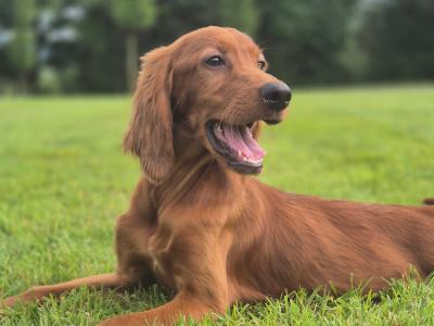 Champion Irish Setter puppies 🐶 in Limerick