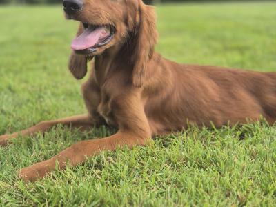 Champion Irish Setter pups 🐶 in Limerick