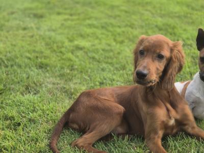 Champion Irish Setter pups 🐶 in Limerick