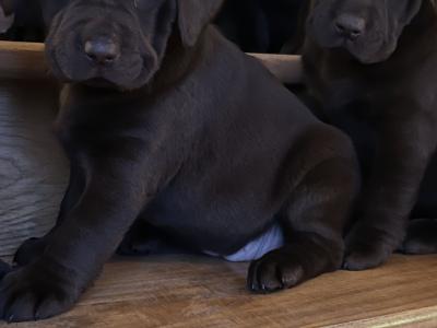 Chocolate Labrador puppies in Offaly