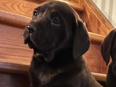 Chocolate Labrador puppies in Offaly