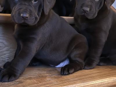 Chocolate Labrador puppies in Offaly