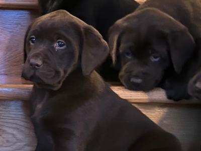 Chocolate Labrador puppies in Offaly