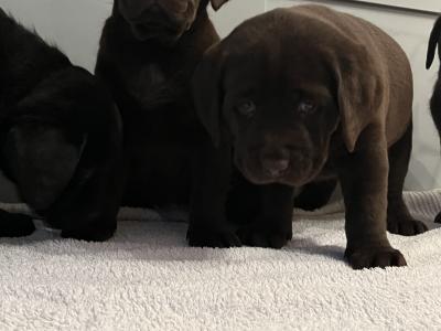 Chocolate Labrador puppies in Offaly