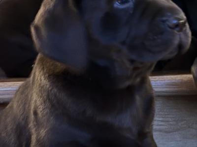 Chocolate Labrador puppies in Offaly