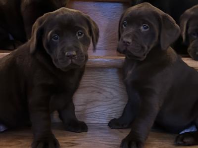 Chocolate Labrador puppies in Offaly