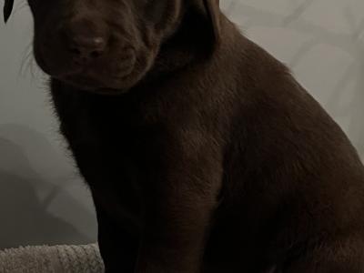Chocolate Labrador puppies in Offaly