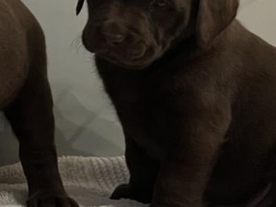 Chocolate Labrador puppies in Offaly