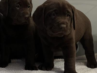 Chocolate Labrador puppies in Offaly