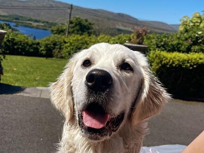 Golden Retriever - Sam - for stud in Donegal