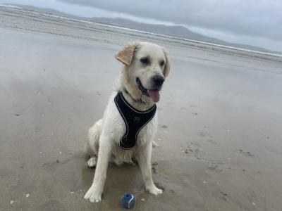 Golden Retriever - Sam - for stud in Donegal