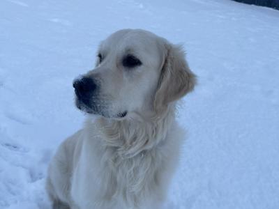Golden Retriever - Sam - for stud in Donegal