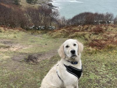 Golden Retriever - Sam - for stud in Donegal