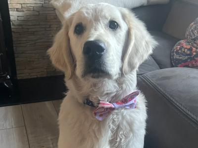 Golden Retriever - Sam - for stud in Donegal
