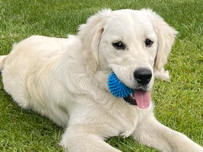 Golden Retriever - Sam - for stud in Donegal