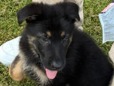 Male German Shepard puppy in Dublin