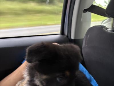 Male German Shepard puppy in Dublin