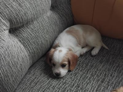 Adorable puppies