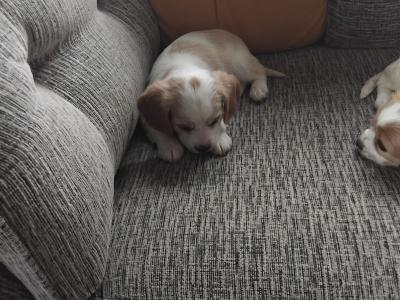 Adorable puppies