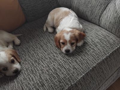 Adorable puppies