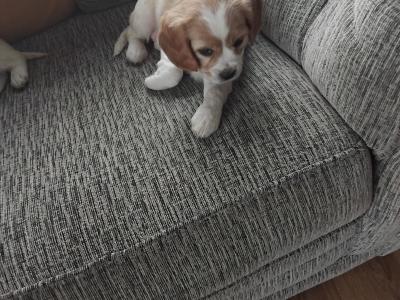 Adorable puppies
