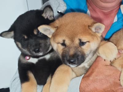Nuri🩷 Kuma 💜Sol 💚(on hold) and Aki ♥️ Shiba Inu puppies in Wexford