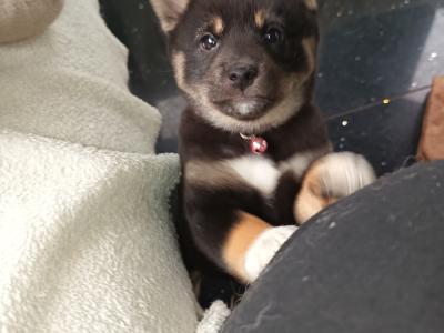 Nuri🩷 Kuma 💜Sol 💚(on hold) and Aki ♥️ Shiba Inu puppies in Wexford