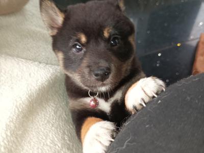 Nuri🩷 Kuma 💜Sol 💚(on hold) and Aki ♥️ Shiba Inu puppies in Wexford