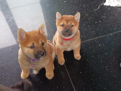 Nuri🩷 Kuma 💜Sol 💚(on hold) and Aki ♥️ Shiba Inu puppies in Wexford