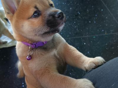 Nuri🩷 Kuma 💜Sol 💚(on hold) and Aki ♥️ Shiba Inu puppies in Wexford