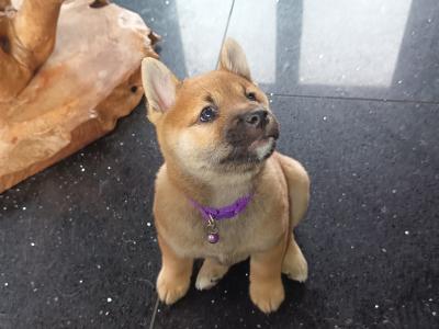 Nuri🩷 Kuma 💜Sol 💚(on hold) and Aki ♥️ Shiba Inu puppies in Wexford
