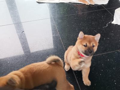 Nuri🩷 Kuma 💜Sol 💚(on hold) and Aki ♥️ Shiba Inu puppies in Wexford